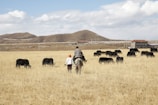 A person on horseback and another walking beside them are moving through a vast open field with a herd of yaks grazing nearby. The landscape features dry grass, rolling hills in the background, and a building with a red roof in the distance under a bright, cloudy sky.