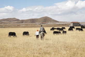 A scenic view of horseback riders trekking across the vast, rugged landscapes of Western Mongolia under a clear blue sky