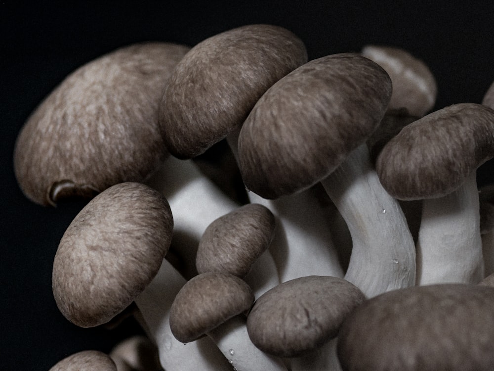 brown mushrooms in black background