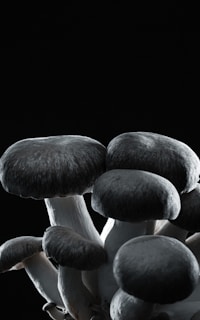 Mushrooms with round caps and smooth stems are prominently displayed against a stark black background.