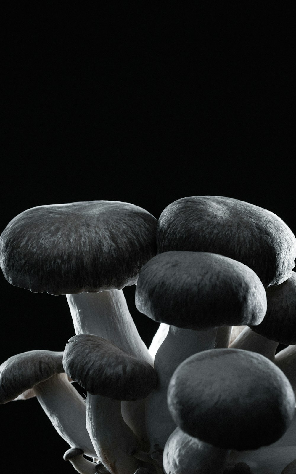 champignons bruns et blancs sur fond noir