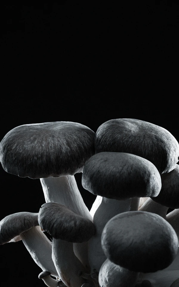 Portobello Caps (300g)