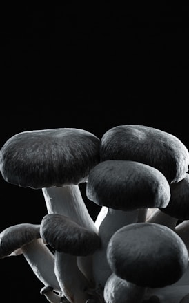 Mushrooms with round caps and smooth stems are prominently displayed against a stark black background.