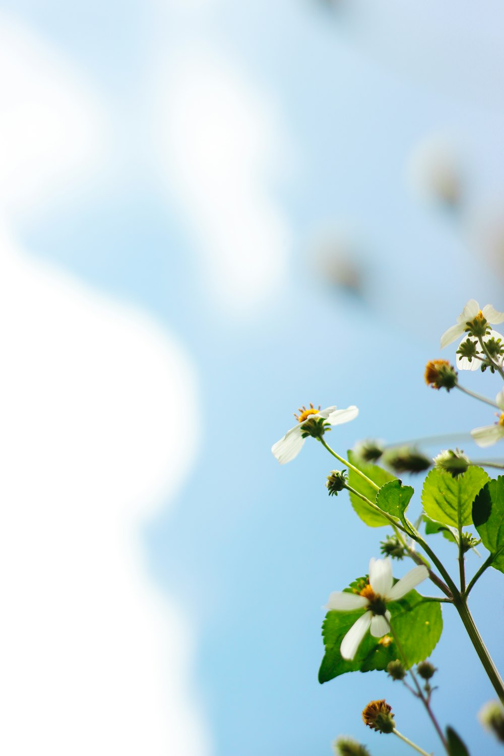 white flower in tilt shift lens