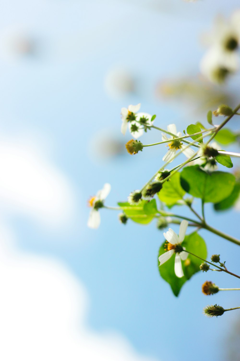 white flower in tilt shift lens