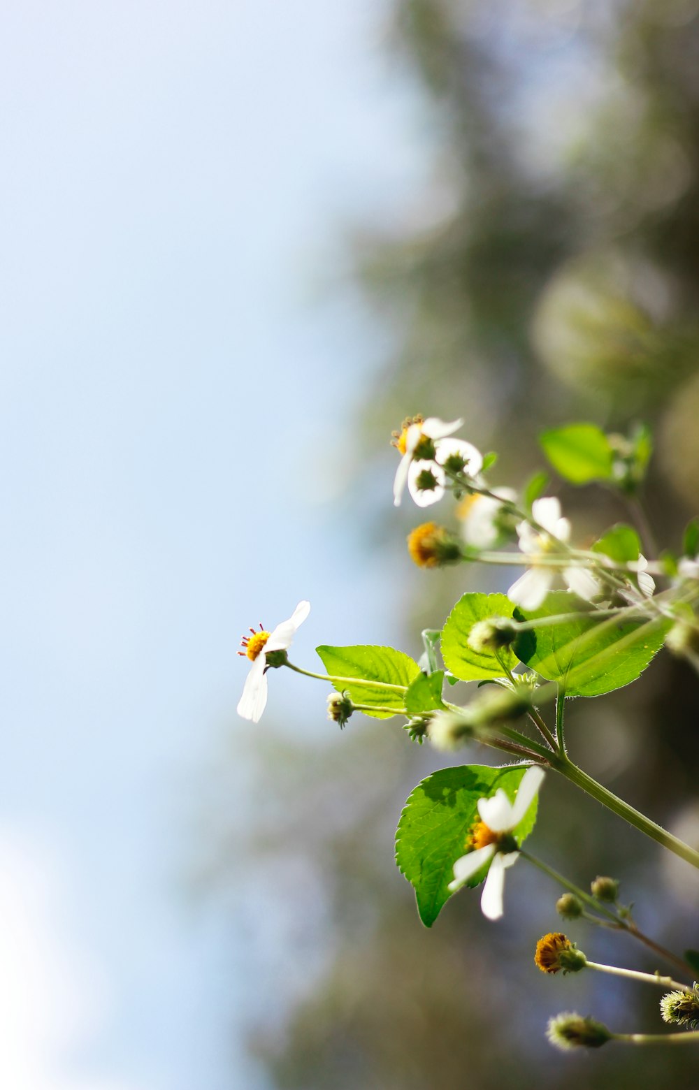 チルトシフトレンズの白と黄色の花のつぼみ