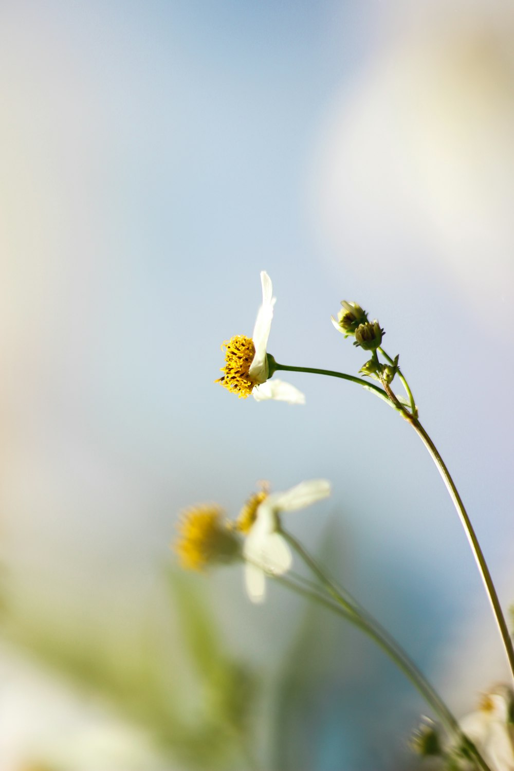 flor branca na lente de deslocamento de inclinação