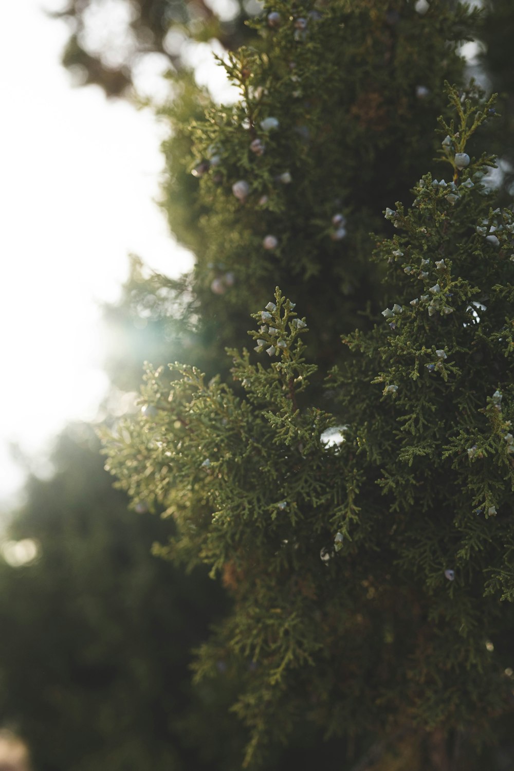 árbol verde bajo el cielo blanco durante el día