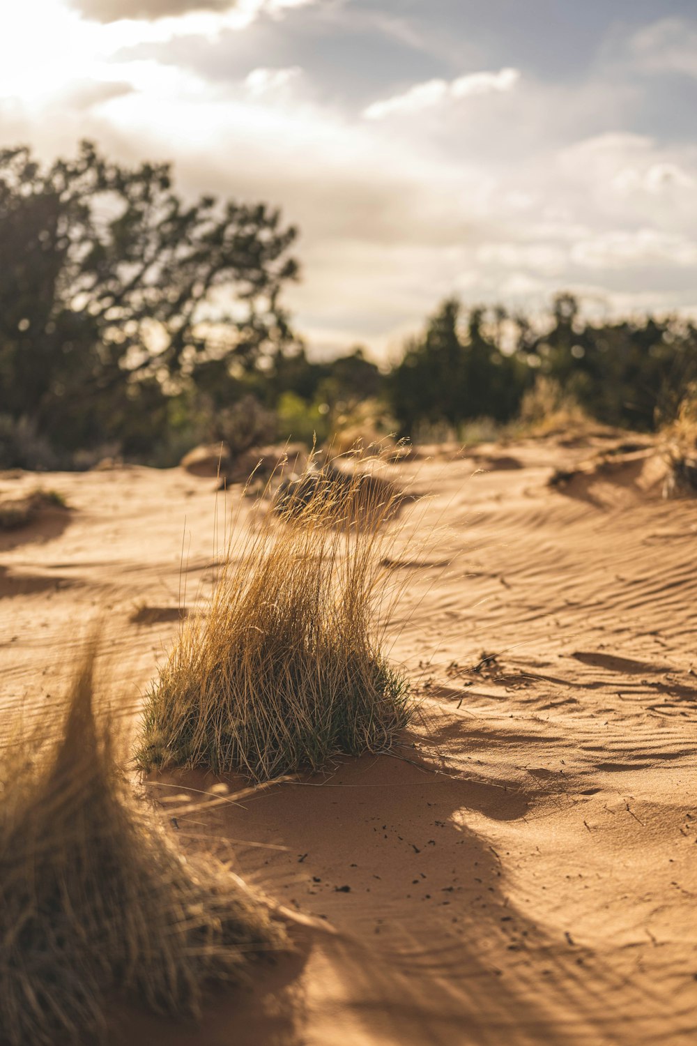 grama seca marrom na areia marrom durante o dia