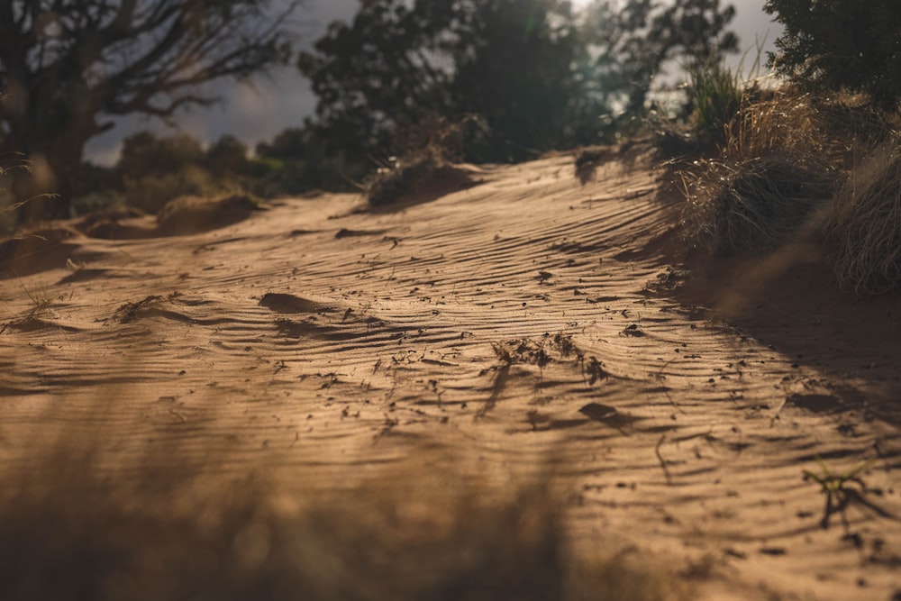 brown soil with green plants