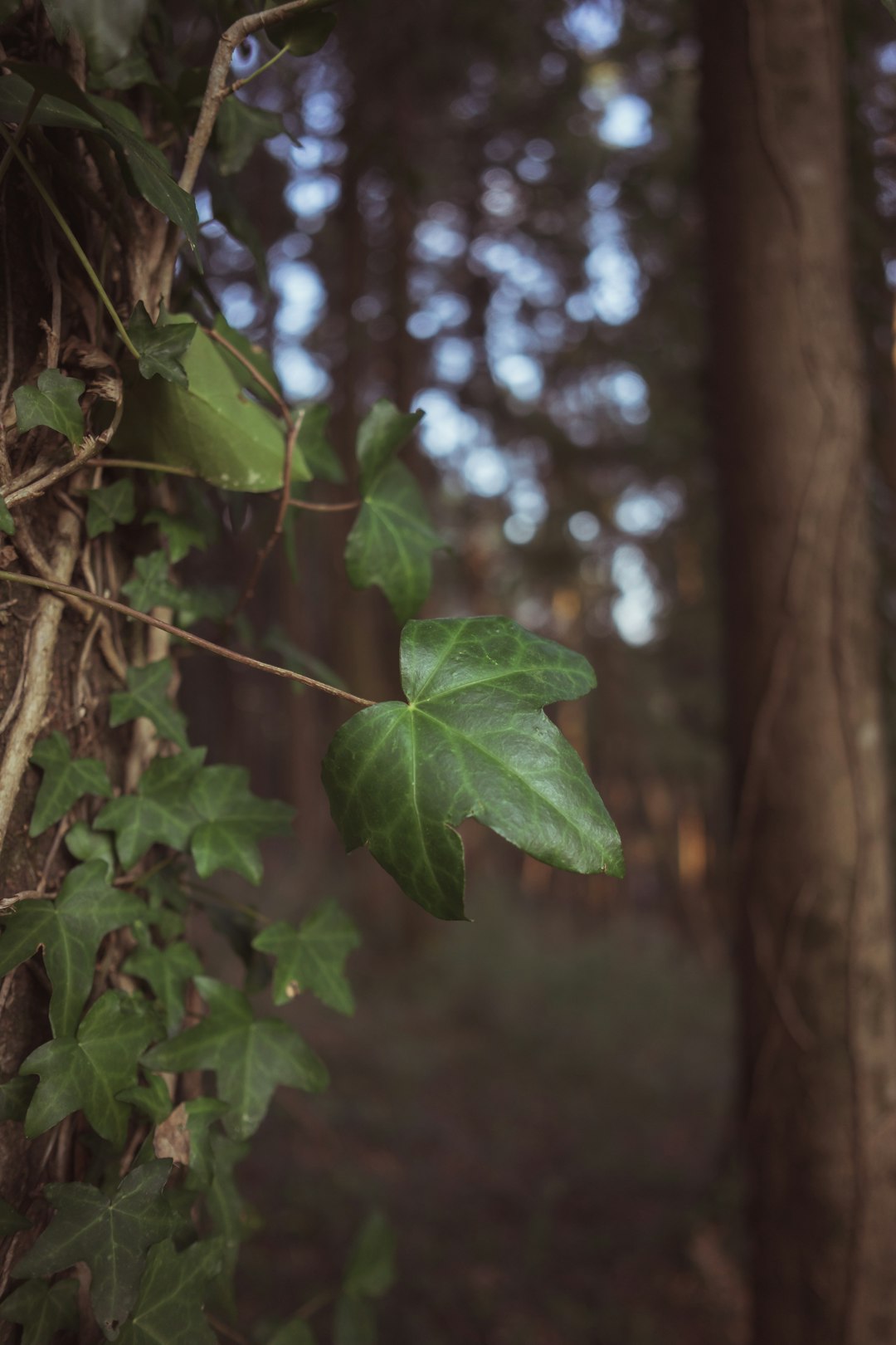 green leaf on brown tree branch