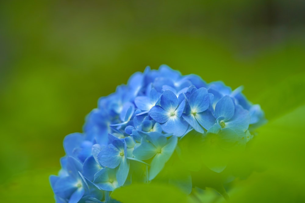 yellow flower in tilt shift lens