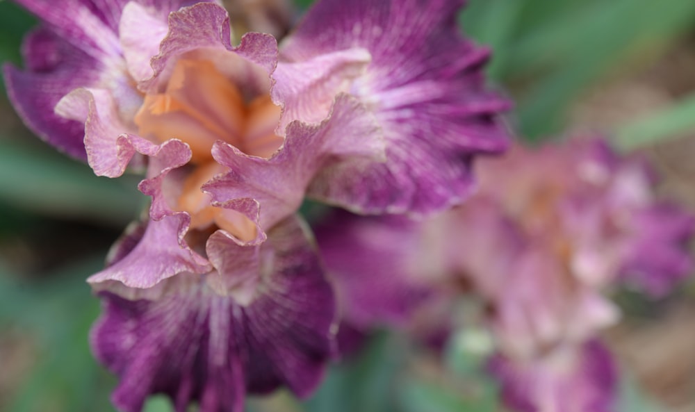 purple and yellow flower in macro shot