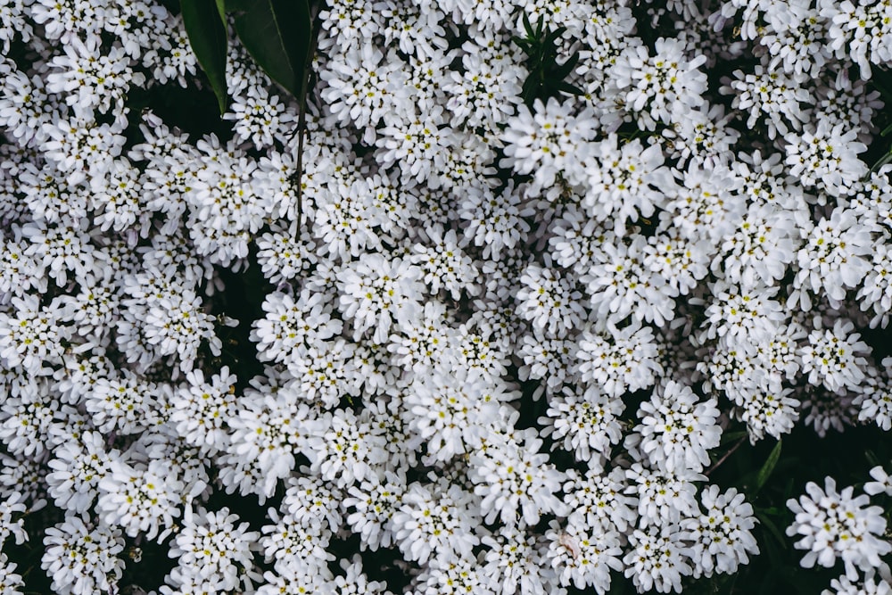 Foto flores blancas y negras con hojas verdes – Imagen Suiza gratis en  Unsplash