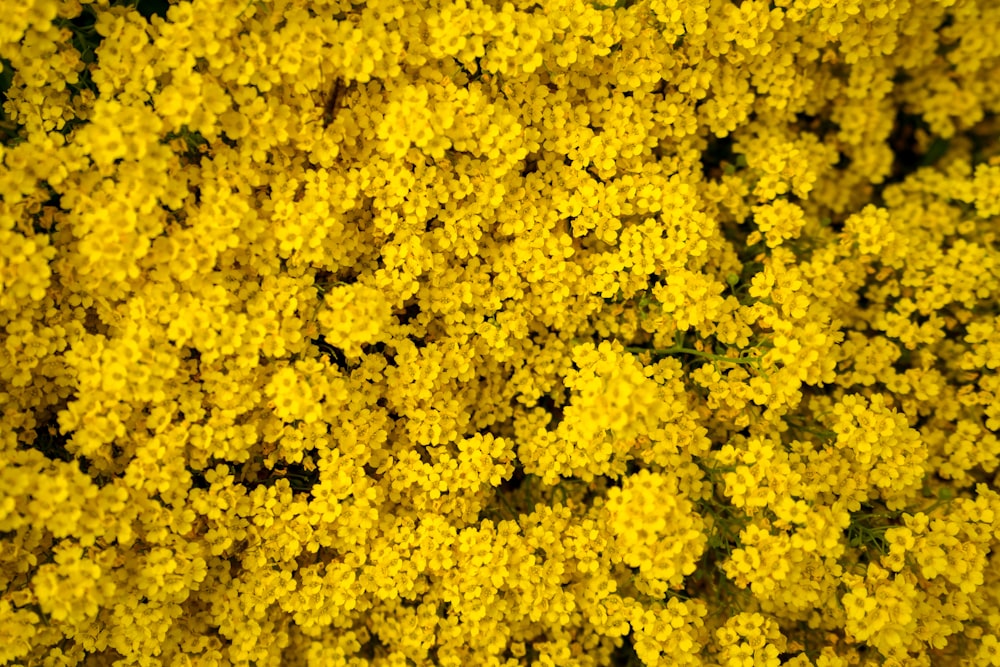 yellow flower field during daytime