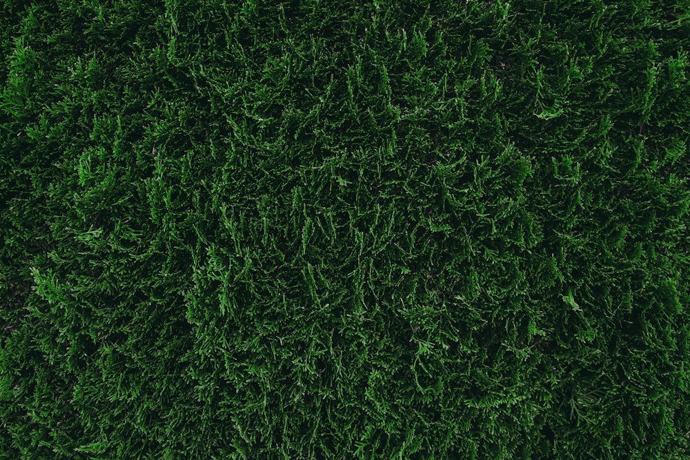 green grass field during daytime