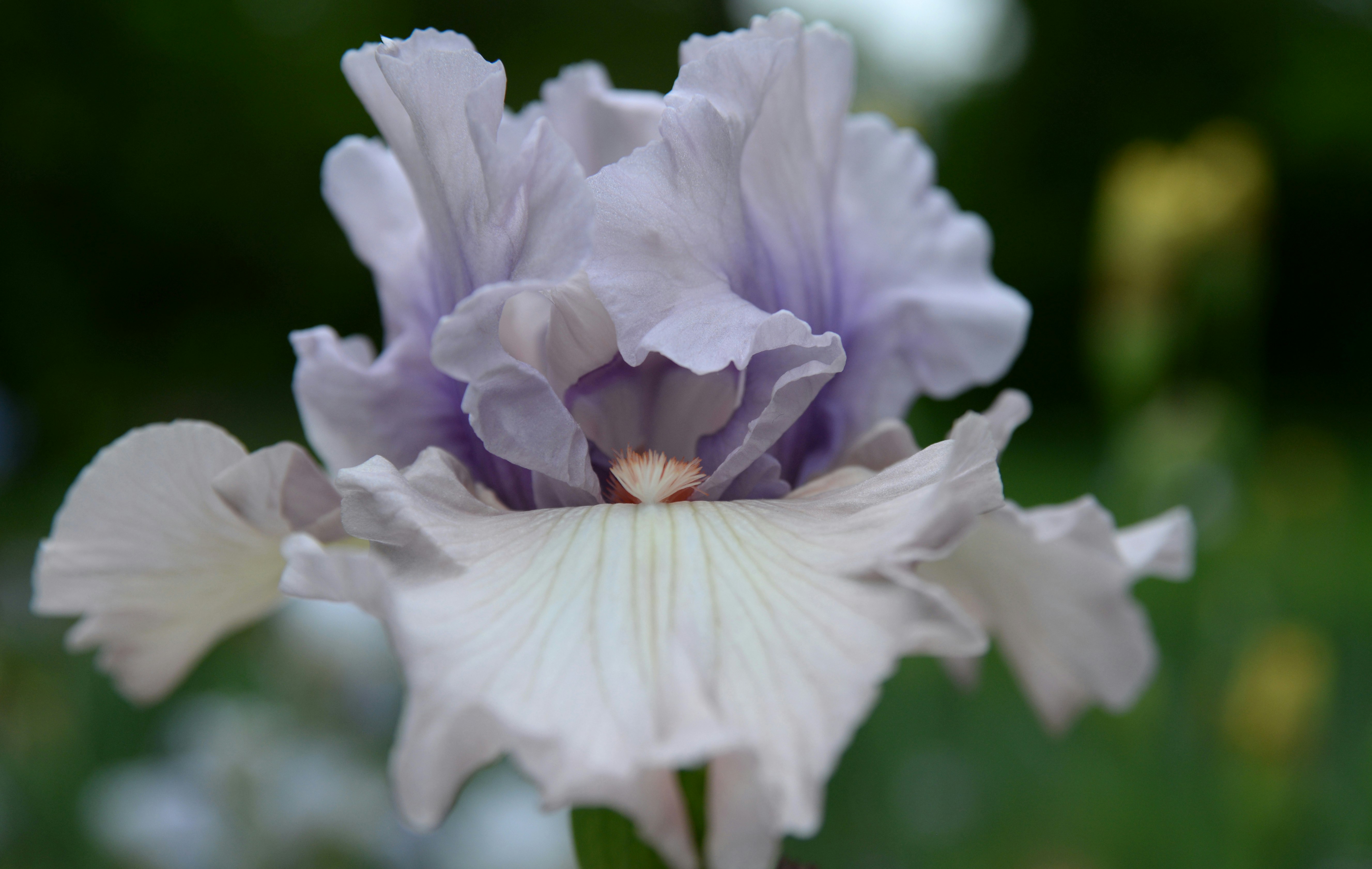 white flower in tilt shift lens