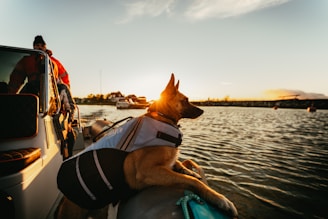 LVRT Pet Gear
