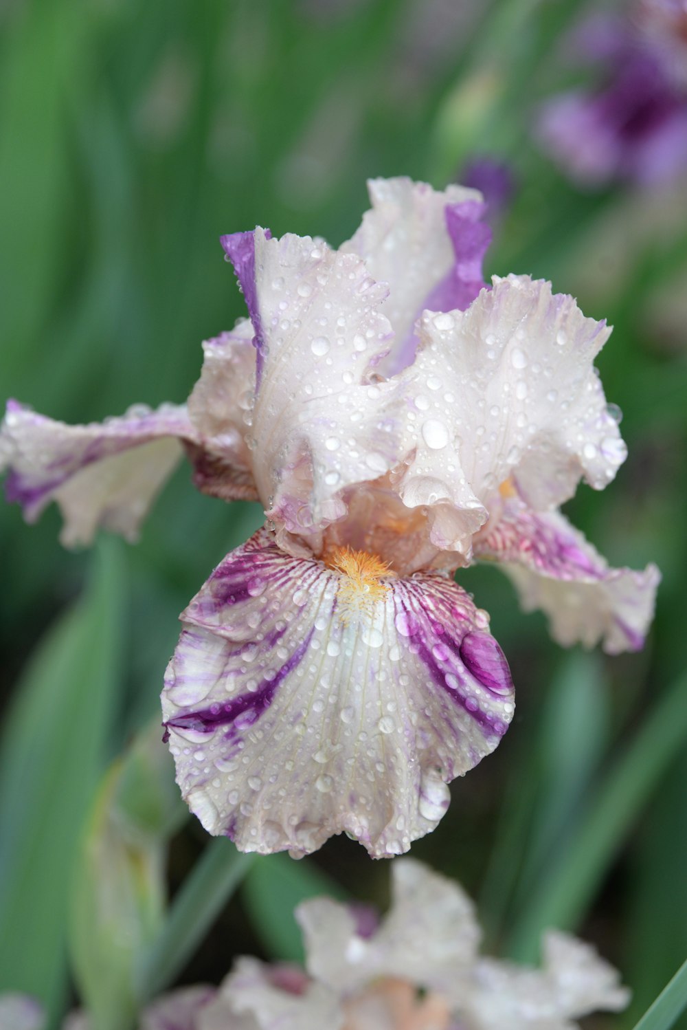 white and purple flower in macro lens