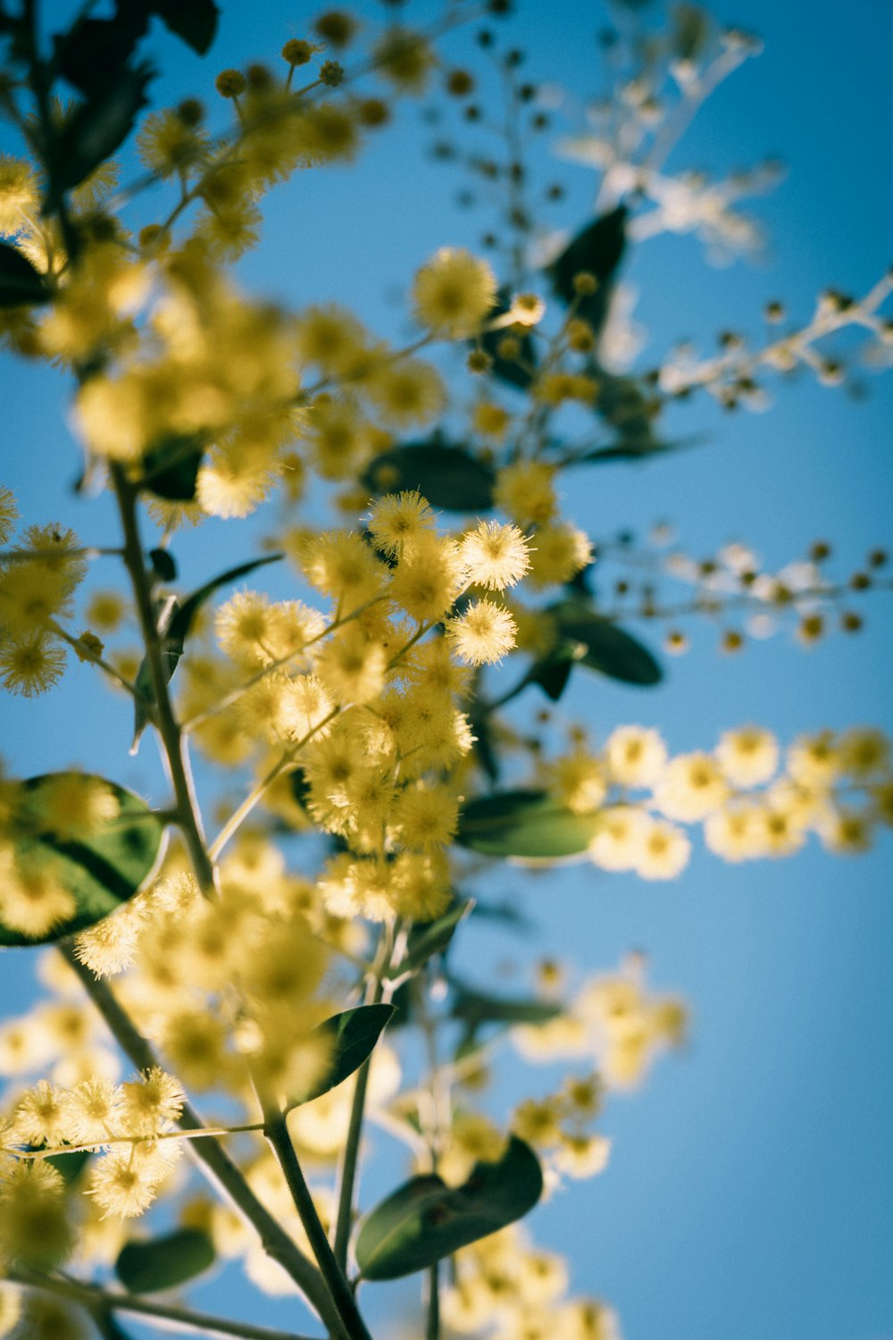 fleurs jaunes sous le ciel bleu pendant la journée