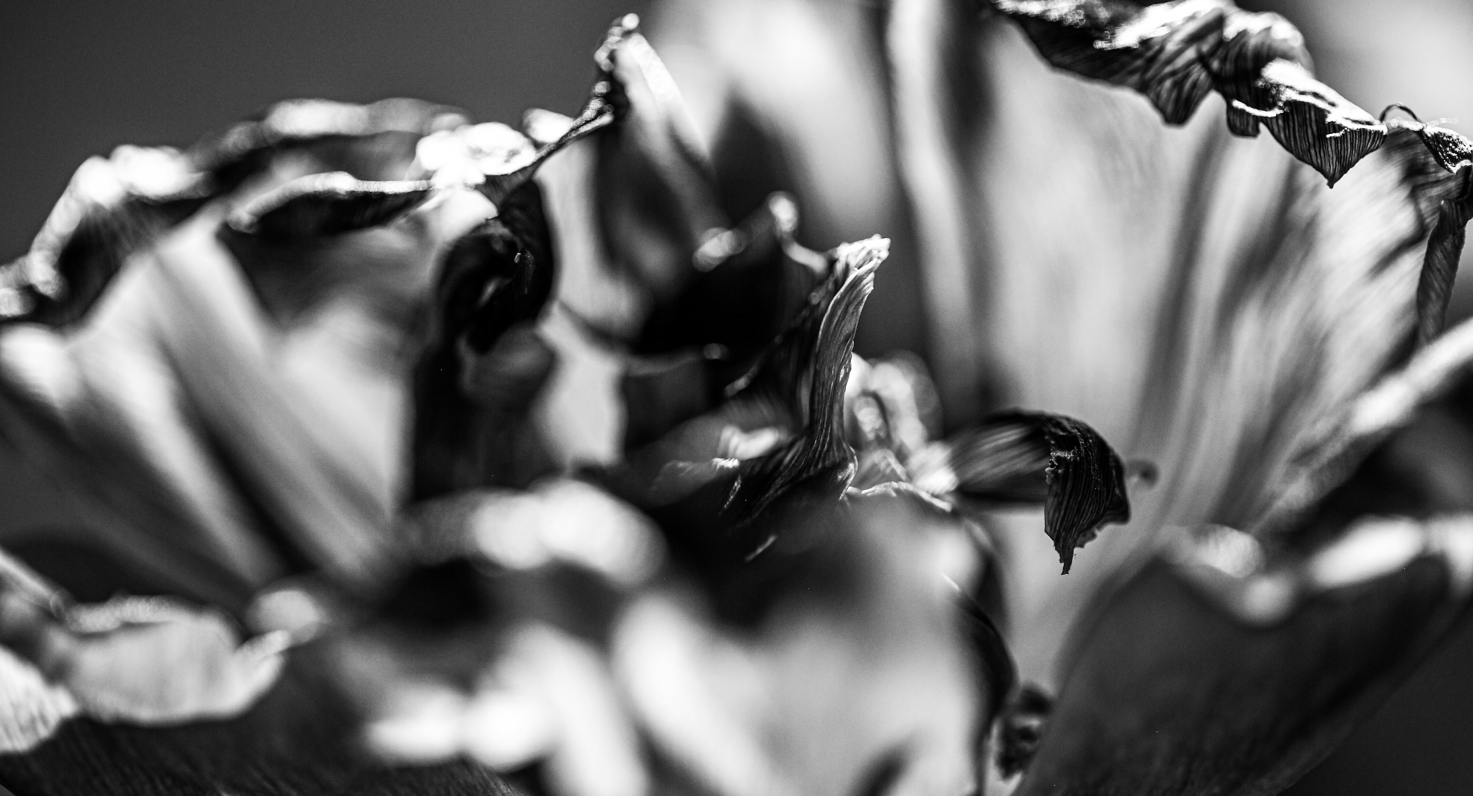 Photo by wilhelmgunkel