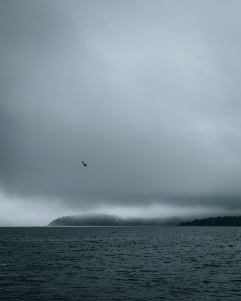 pájaro volando sobre el mar