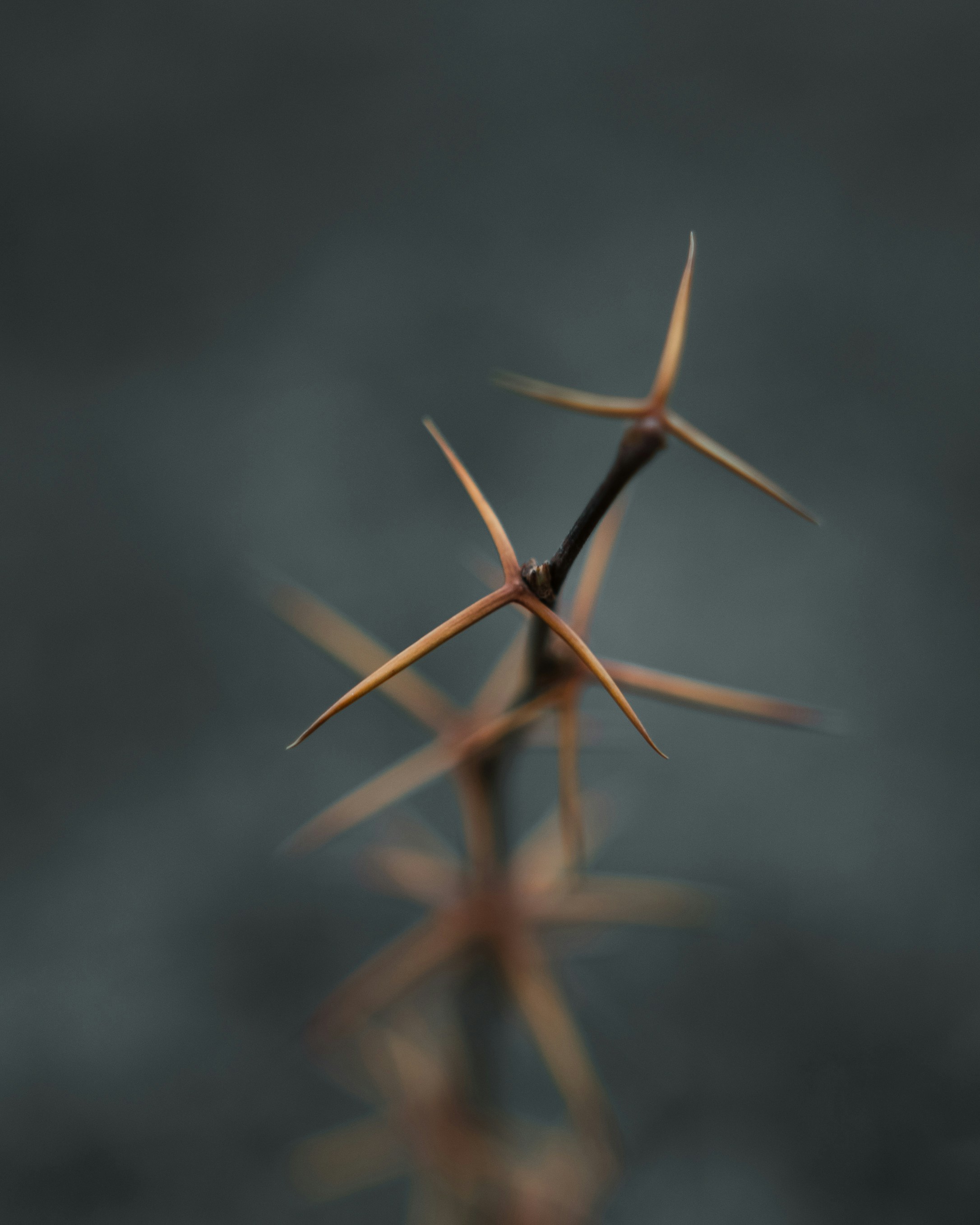 Photo by kirillpershin