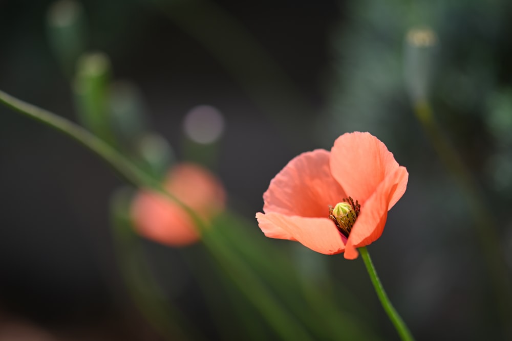 pink flower in tilt shift lens