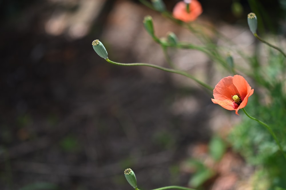 orange flower in tilt shift lens