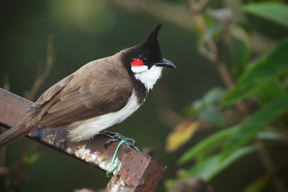 brown and black bird on green tree branch during daytime