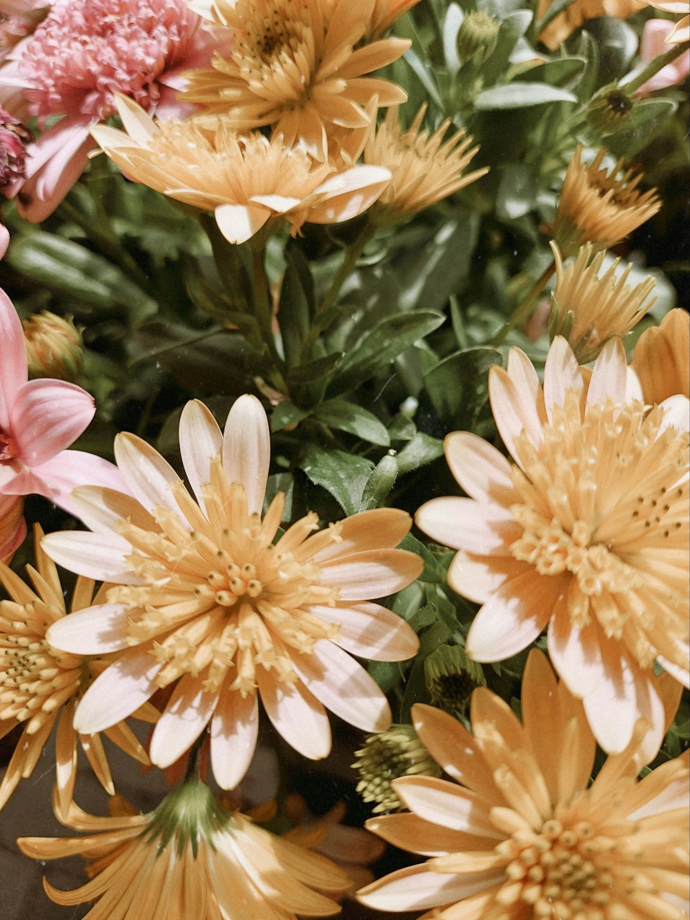 pink and yellow flowers in tilt shift lens