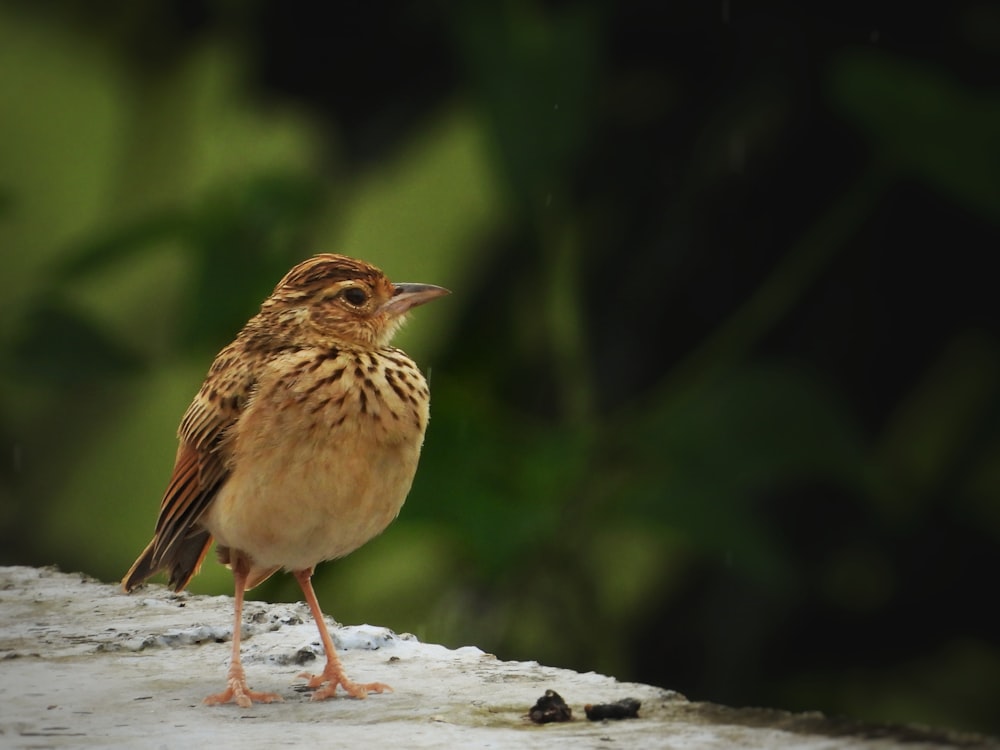 brown sparrow perched on gray rock