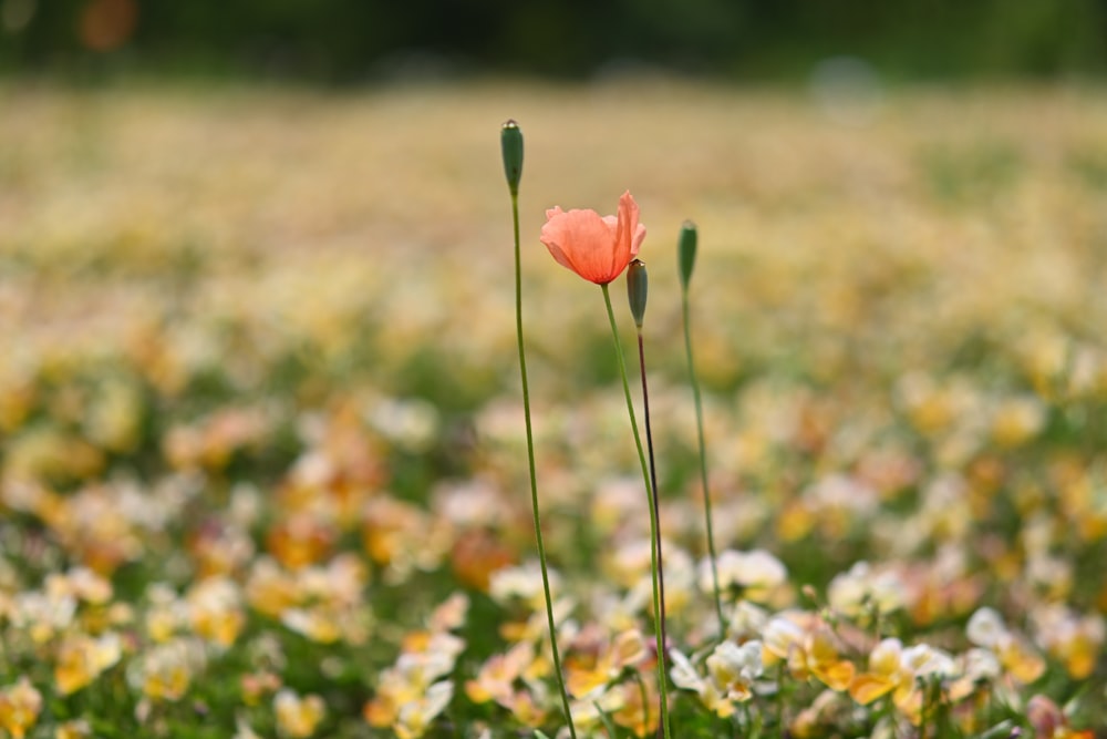 fiore rosso nel campo