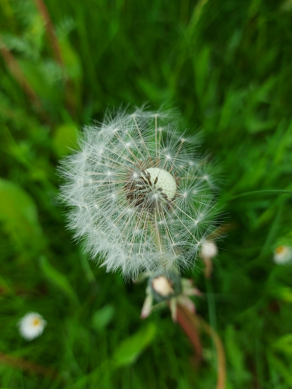 white dandelion in close up photography