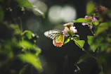 A delicate butterfly resting on a blooming flower in soft morning light.