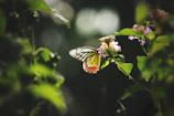 A delicate butterfly shadow box glowing softly in natural light on a wooden shelf.