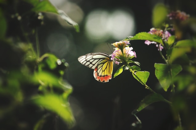 A warm, inviting photo of a woman smiling gently, surrounded by soft natural light and butterfly motifs.