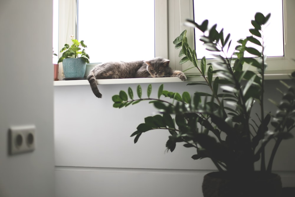 brown tabby cat lying on white wooden table