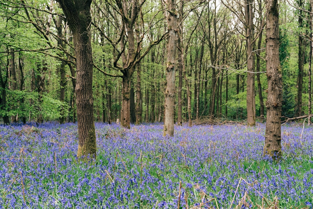 purple flower field during daytime