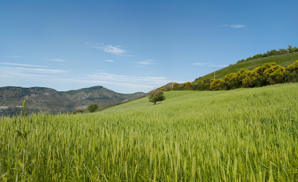 green grass field near mountain under blue sky during daytime