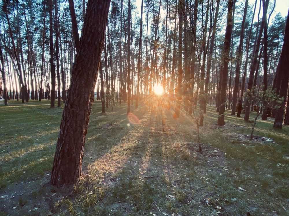 brown trees on green grass field during daytime