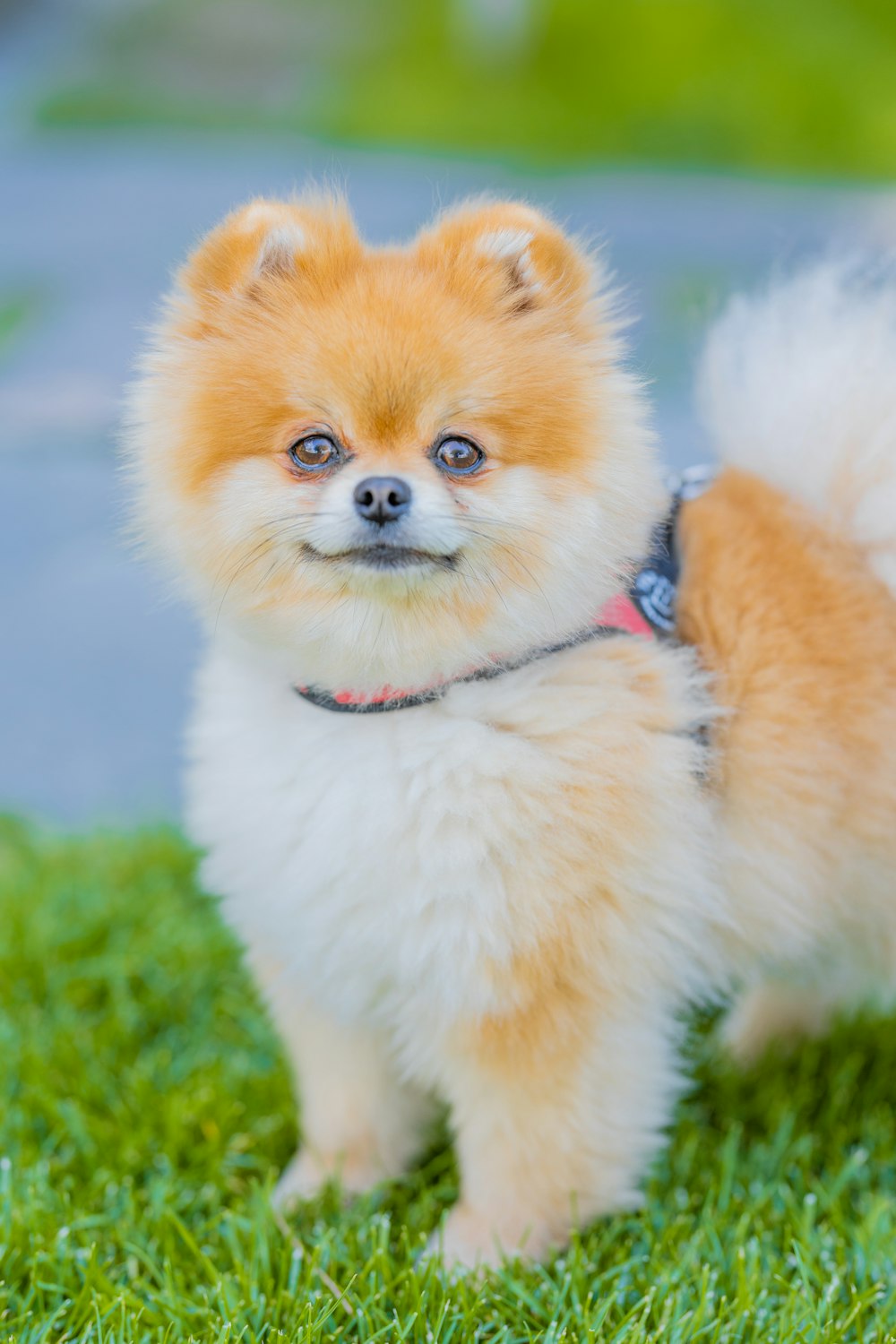 brown pomeranian puppy on green grass during daytime