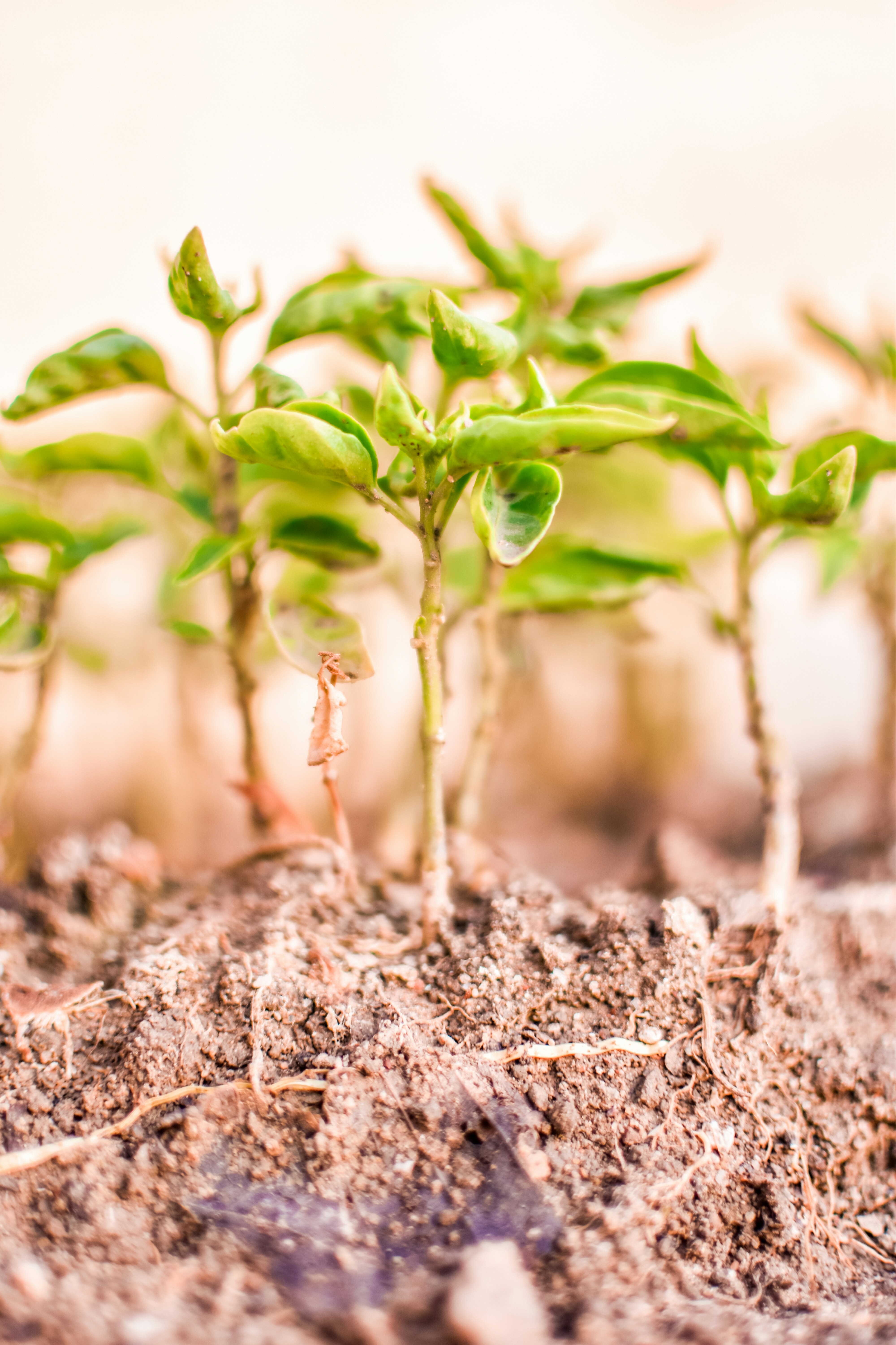 Photo by ranjanaphotography