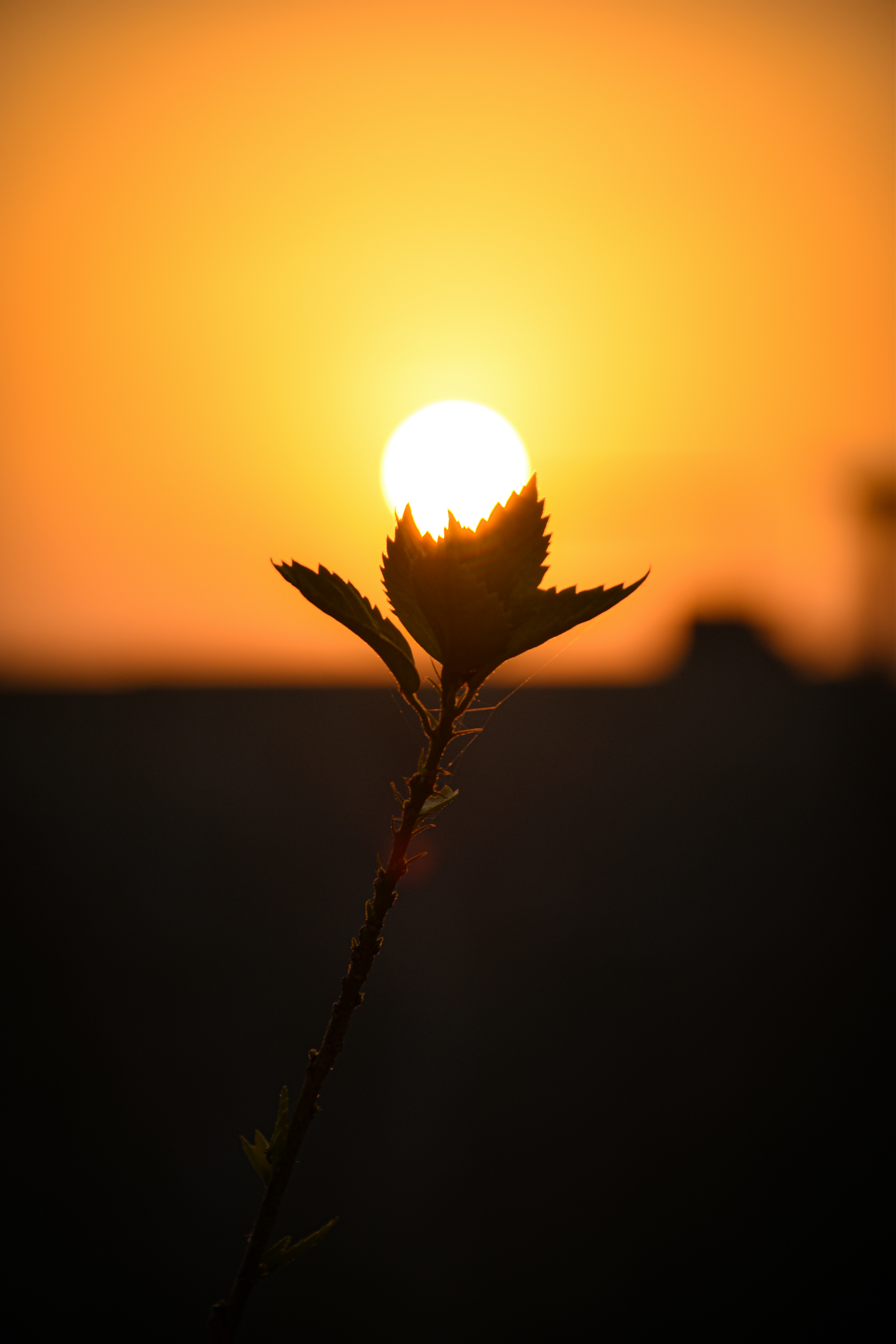 Photo by ranjanaphotography