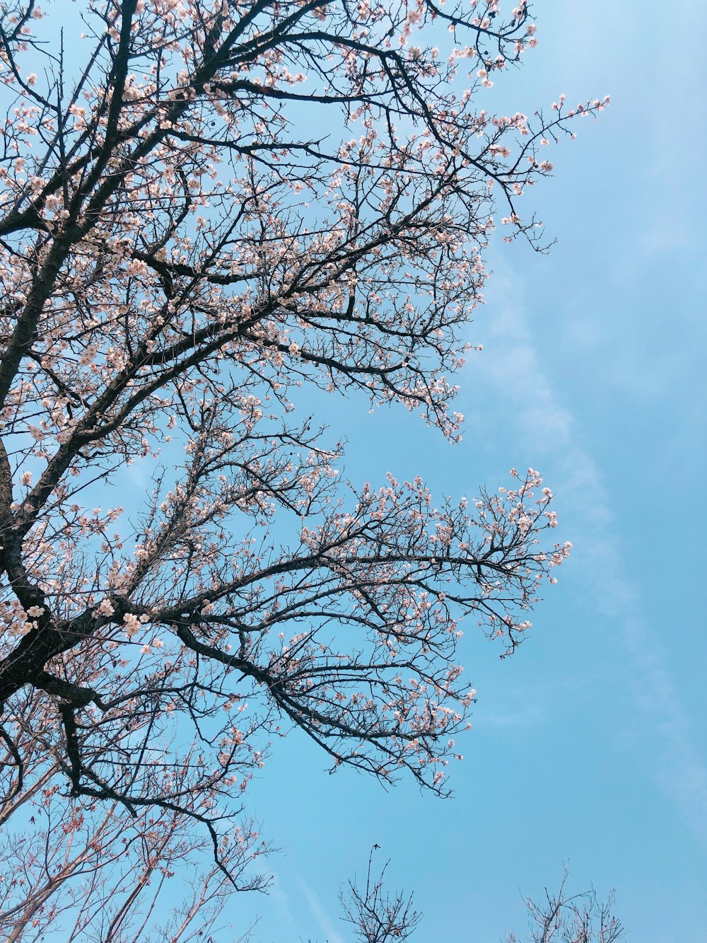 árbol sin hojas bajo el cielo azul