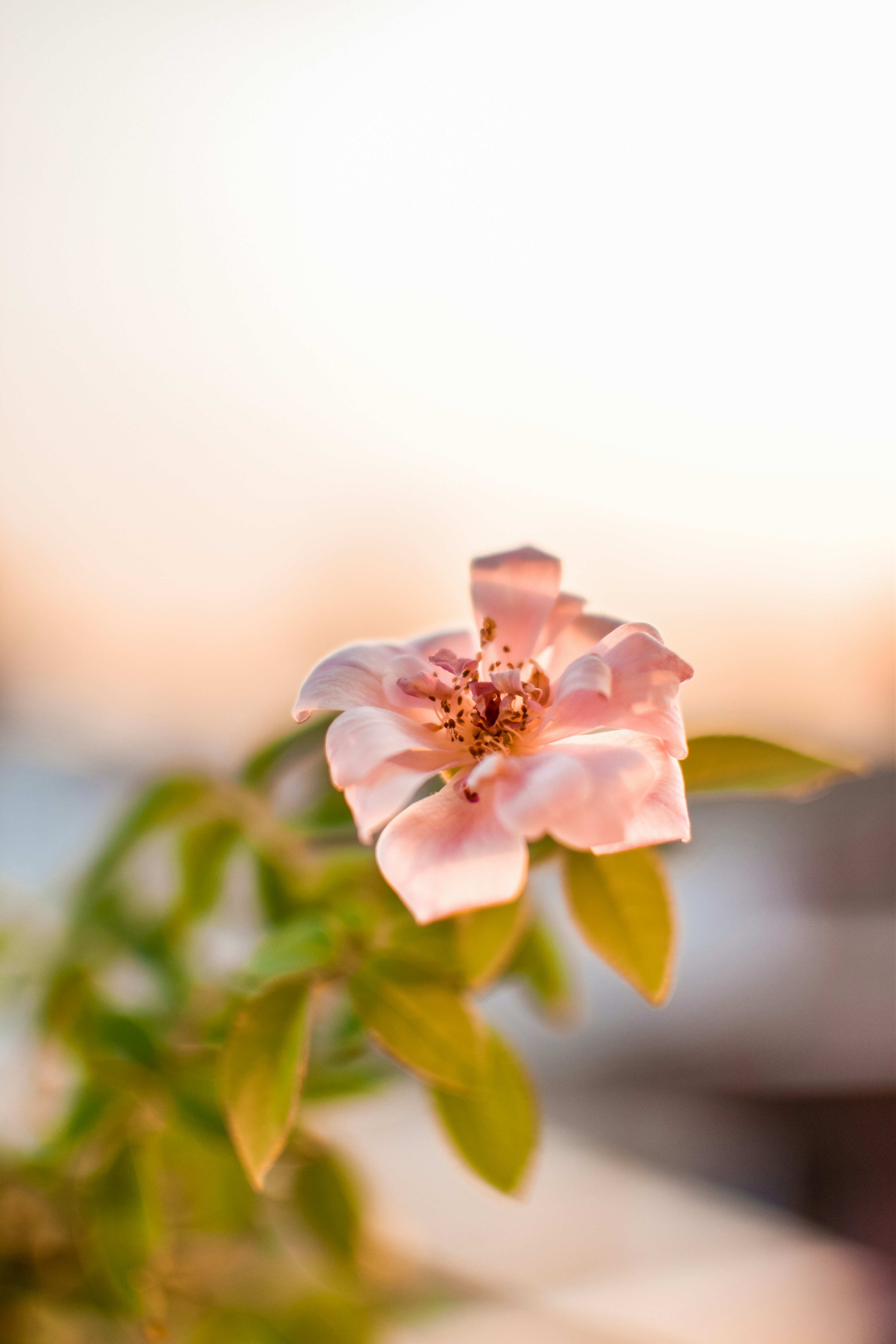 Photo by ranjanaphotography