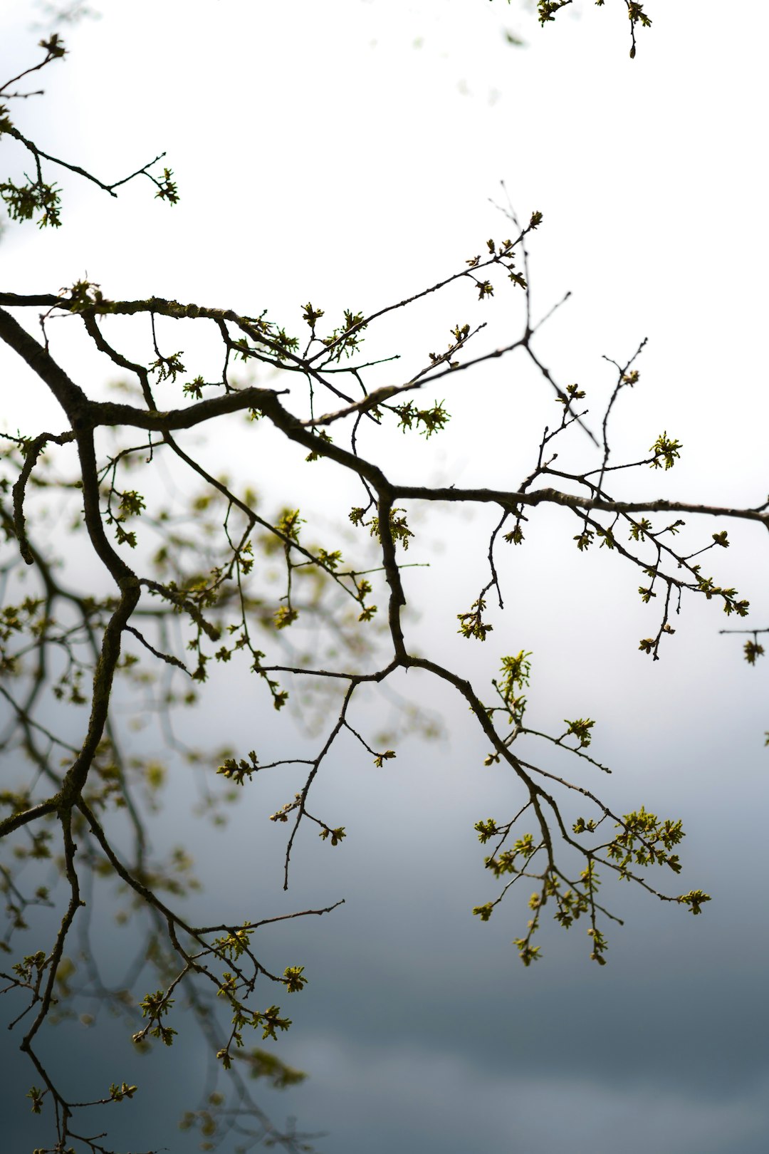 white flowers under blue sky during daytime