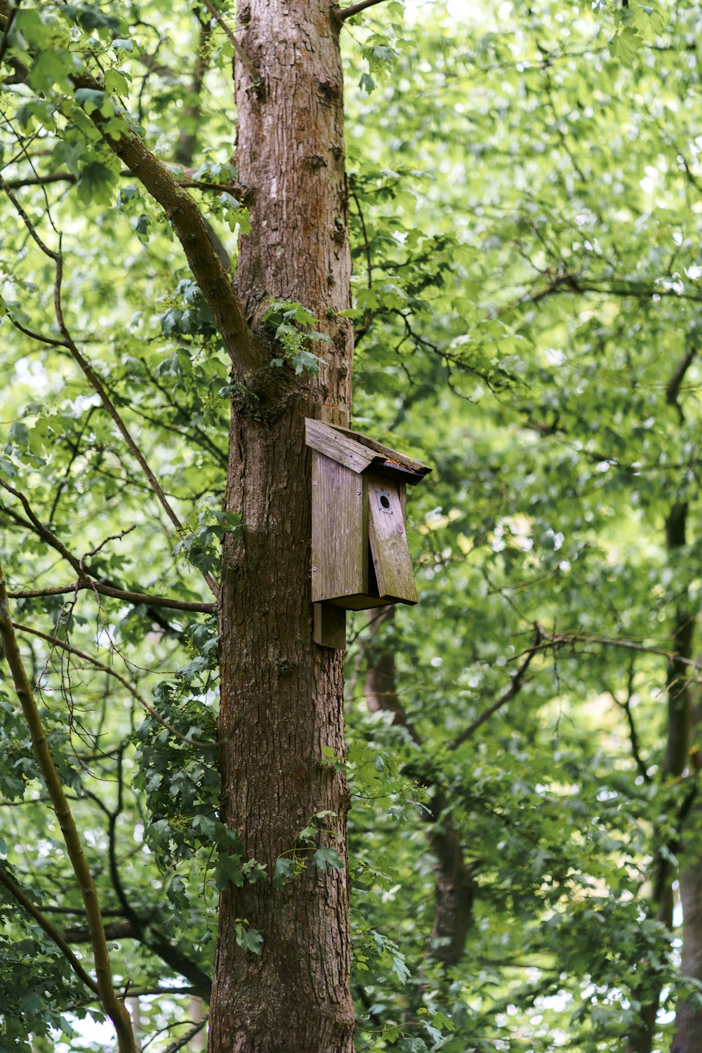 brown wooden birdhouse on tree during daytime