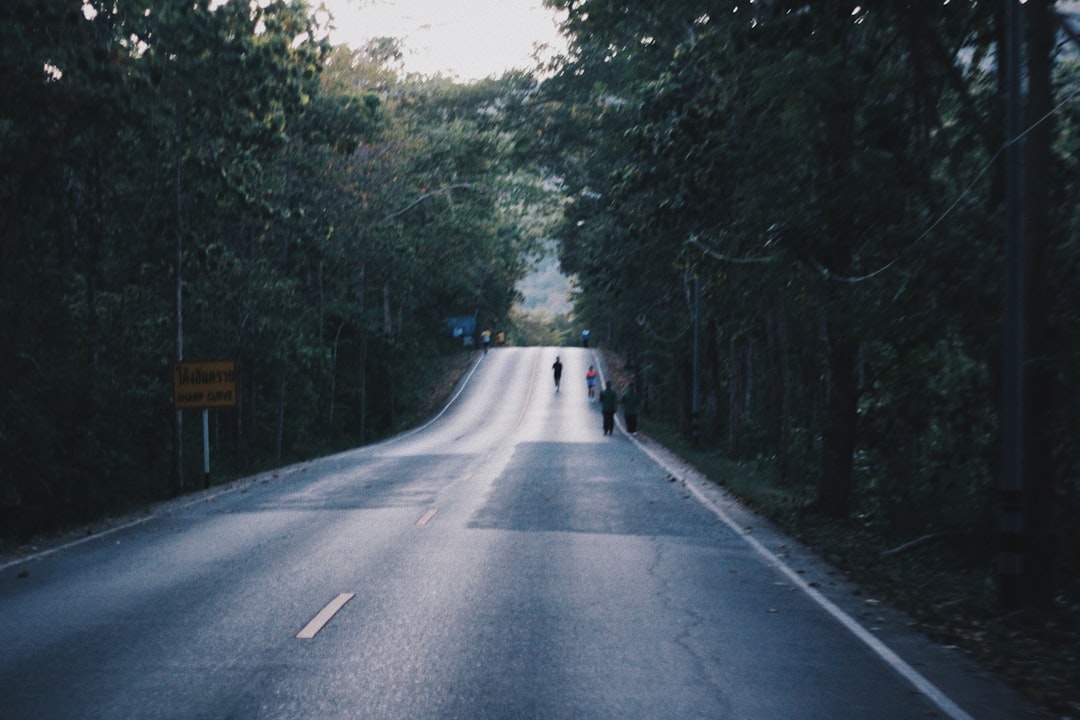 gray asphalt road between green trees during daytime