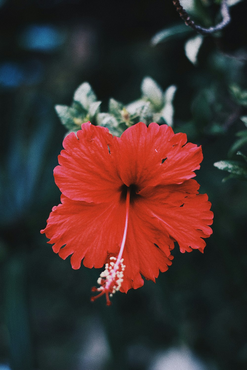 red hibiscus in bloom during daytime